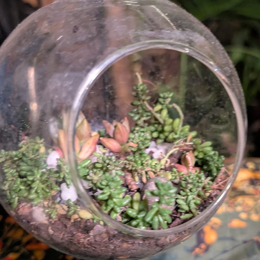 Close view into an open glass globe planted with sedum, jade, and pink-tipped succulents over dark soil